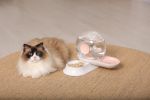 Gravity Water Dispenser and Food Bowl