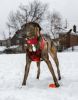 Reflective Dog Leash & Harness