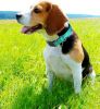 Reflective Collar