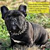 Spiked Studded Dog Collar