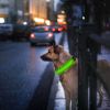 LED Dog Collar USB Rechargeable