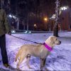 LED Dog Collar USB Rechargeable