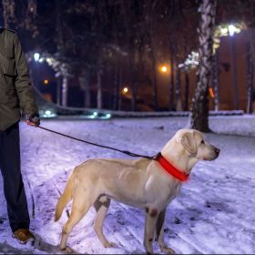 LED Dog Collar USB Rechargeable (Color: Red, size: XL)