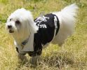 Collared Pet Coat