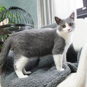 Pet Fleece Blanket (Color: Gray, size: XL)