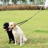 Double Dog Leash