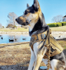 Tactical Leash for Dogs