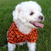 Halloween Pumpkin Shirt