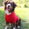 Red Dog Hoodie