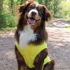 Dog Packable Raincoat Yellow