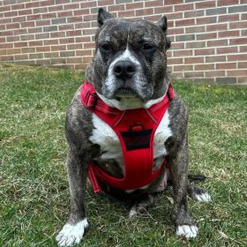 Dog Harness Crimson (size: large)