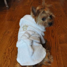 Dog Bath Robe - Gold Crown (size: large)