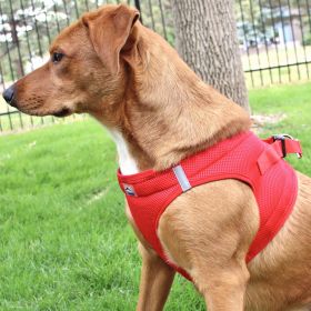 American River Harness Red (size: medium)