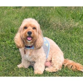 Dog Harness Daisy Blue (size: large)