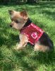 Dog Harness Hawaiian Red