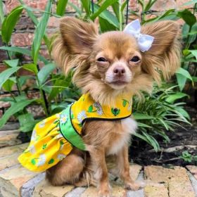 Dog Dress Ladybugs and Daisies (size: large)