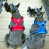 Dog Harness Crimson